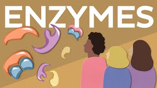 Why are enzymes so important [upl. by Anorahs]