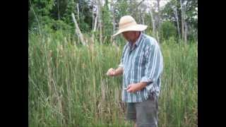 Basket Weaving Basics  Gather Cattails And Weave Base [upl. by Anilatac]