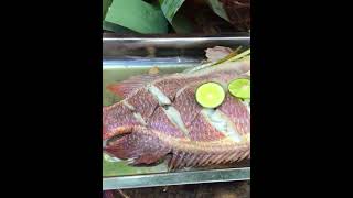 Boiled Red Fish Recipe 7 fishing twolessfishinthesea rawfood [upl. by Mauldon]