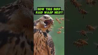 How This Bird Raid Wasp Nest [upl. by Seagrave]