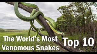 🐍🐍🐍The World’s Most Venomous Snakes 🐍 TOP 10 🐍 🐍🐍junioracademy jnracademy snake interestingfact [upl. by Adikram]