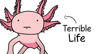 Why It Sucks to Be Born as an Axolotl [upl. by Liberati283]