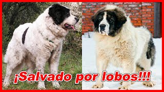 Mastín DEL PIRINEO – CARACTERÍSTICAS y curiosidades 🐕 [upl. by Acisej120]