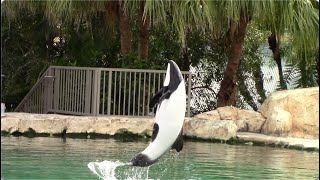 Commersons Dolphin Training Session  Aquatica Orlando  April 9 2021 [upl. by Sang]