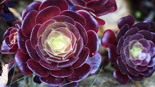 AEONIUM SUCCULENT PROPAGATION FROM CUTTINGS [upl. by Mcclenon180]