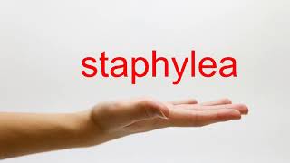 How to Pronounce staphylea  American English [upl. by Algie]