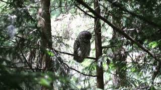 Birds of Alaska  July 2024 land and cruise [upl. by Tawney]