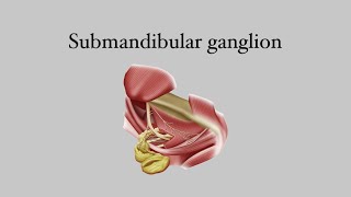 Submandibular ganglion [upl. by Anavlis]