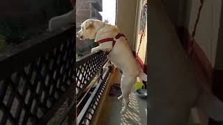 Labrador retriever barking loudly [upl. by Gherardo]