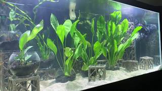 Potted Plants inside the Aquarium [upl. by Nayrda]