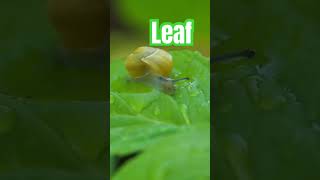 english 🍁 Leaf of Leaves 🍂 Leaf Pronunciation Singular Leaves Pronunciation Plural esl leaf [upl. by Armington]