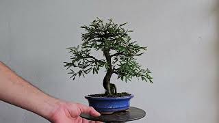 Bonsai Calliandra Branca 8 Anos [upl. by Aciraa419]