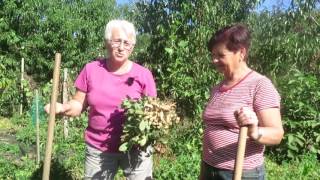 Cómo cultivar cacahuetes 2 recoller e tostar Teño unha horta en San Sadurniño [upl. by Shepherd]