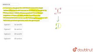 In humans the gene for red blood corpuscle shape alleles elliptical E and normal e is linked [upl. by Anilad]