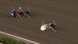 June 18 2016  Ostrich Derby [upl. by Lanny729]