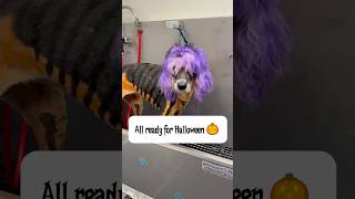 Ella is all ready for Halloween 🎃 poodle sheepadoodle oldenglishsheepdog dogbath tutorial [upl. by Atalya865]