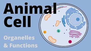 Structure and Function of the ANIMAL CELL explained Organelles [upl. by Mariya]