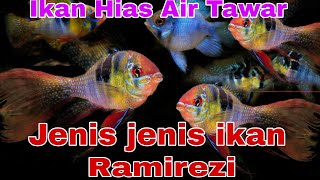 ikan hias  Jenis  Jenis ikan Ramirezi [upl. by Haerle564]