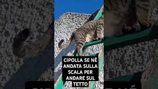 CIPOLLA SE NÉ ANDATA SULLA SCALA PER ANDARE SUL TETTO [upl. by Haroun418]