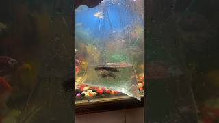 Junglee machliyo ne meri fish ko maar diya fishwildfish mollyfish fishtank petfishpetsvlog [upl. by Hekker296]