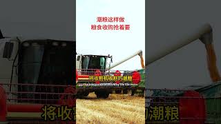 Grain dryer can well replace the traditional way of grain drying grain dryer [upl. by Goldy592]