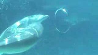 Dolphins Blow Bubble Rings [upl. by Ayitahs511]