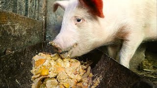 🔊 Sound on Piglet is eating loudly How does pig chewing and munching ASMR pig eating [upl. by Jadda133]