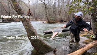 Fly Fishing for HUGE Trout  Trophy Section  Cherokee North Carolina  Winter Fly Fishing 2024 [upl. by Nanah]