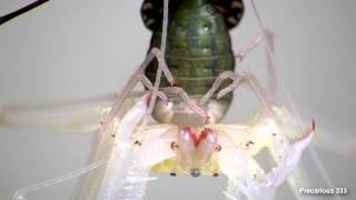 Tailless Whip Spider molt  UP CLOSE [upl. by Clarette]