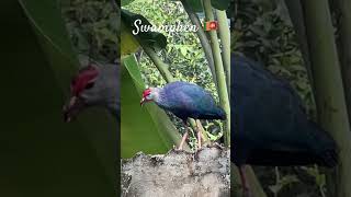 🇱🇰Swamphen and a squirrel 🐿️ 🦜 birds swamphen nature bird [upl. by Phedra86]