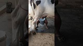 How to milk by handviralvideovillagevlogpanjabiharyanavlog [upl. by Rosenquist]