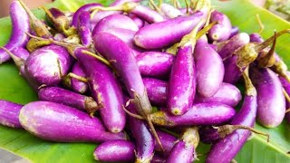 Village Cooking Brinjal Fry Masala Recipe [upl. by Brass670]