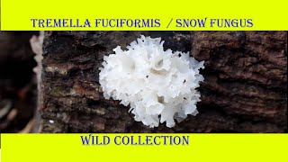 Tremella fuciformis  Snow fungus wild collection Hindi [upl. by Eudora487]