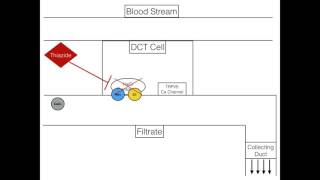 Thiazide Mechanism Of Action [upl. by Drucill578]