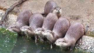 Want To See How Otters Play [upl. by Hedi]