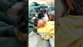 Schnauzer Steals Warm Laundry to Sleep on [upl. by Aluin]