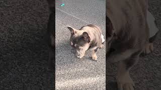 French bull 🐶frenchbulldog puppy bulldog cute frenchie americanbully [upl. by Elidad]