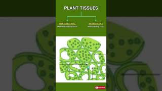 Plant Tissues Explained： Meristematic Permanent Xylem amp Phloem ｜ Biology Quick Guide [upl. by Iolande]