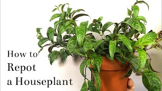 How to Repot a Houseplant [upl. by Llertnov862]