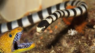 Yellowlipped sea krait is an amazingly venomous snake that can even devour MURAENAS [upl. by Idyak]