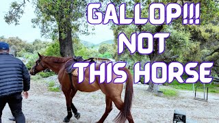 Gallop or Trot Everything You Should Know About Horse Gaits [upl. by Macintosh]