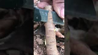 Best grafting technique grafting satisfying [upl. by Noirb]