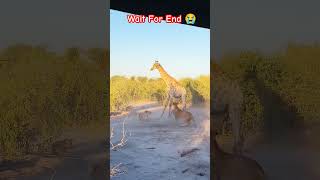 Lion attacks giraffe shorts reels wildlife lion [upl. by Upton]