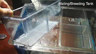 Zebrafish mating  breeding tanks 12L and 2L introduction [upl. by Olimreh]