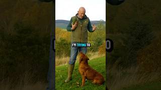 Red Labrador dog puppyDogTraining gundogs mordorgundogs [upl. by Lisle]