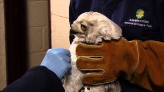 Snowy Owl Treated at Smithsonians National Zoo [upl. by Thebault]