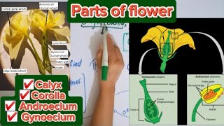 Parts of flowerCalyx CorollaAndroeciumGynoecium [upl. by Animar494]