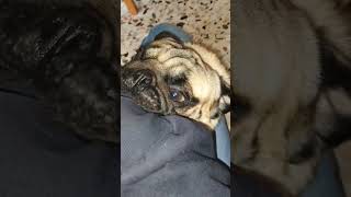 Carlino pazzo carlino puglife puppy pug funny [upl. by Aciamaj]