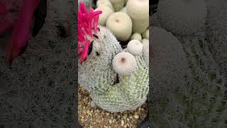 月世界 Epithelantha maicromeris 2024 10 19 ＃shorts [upl. by Ennaid419]