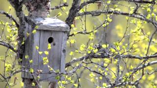 Birds of Norway Spring [upl. by Lugo835]